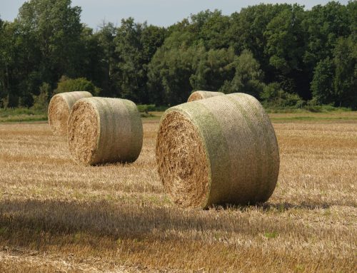 Essential Seasonal Advice for Successful Hay Production