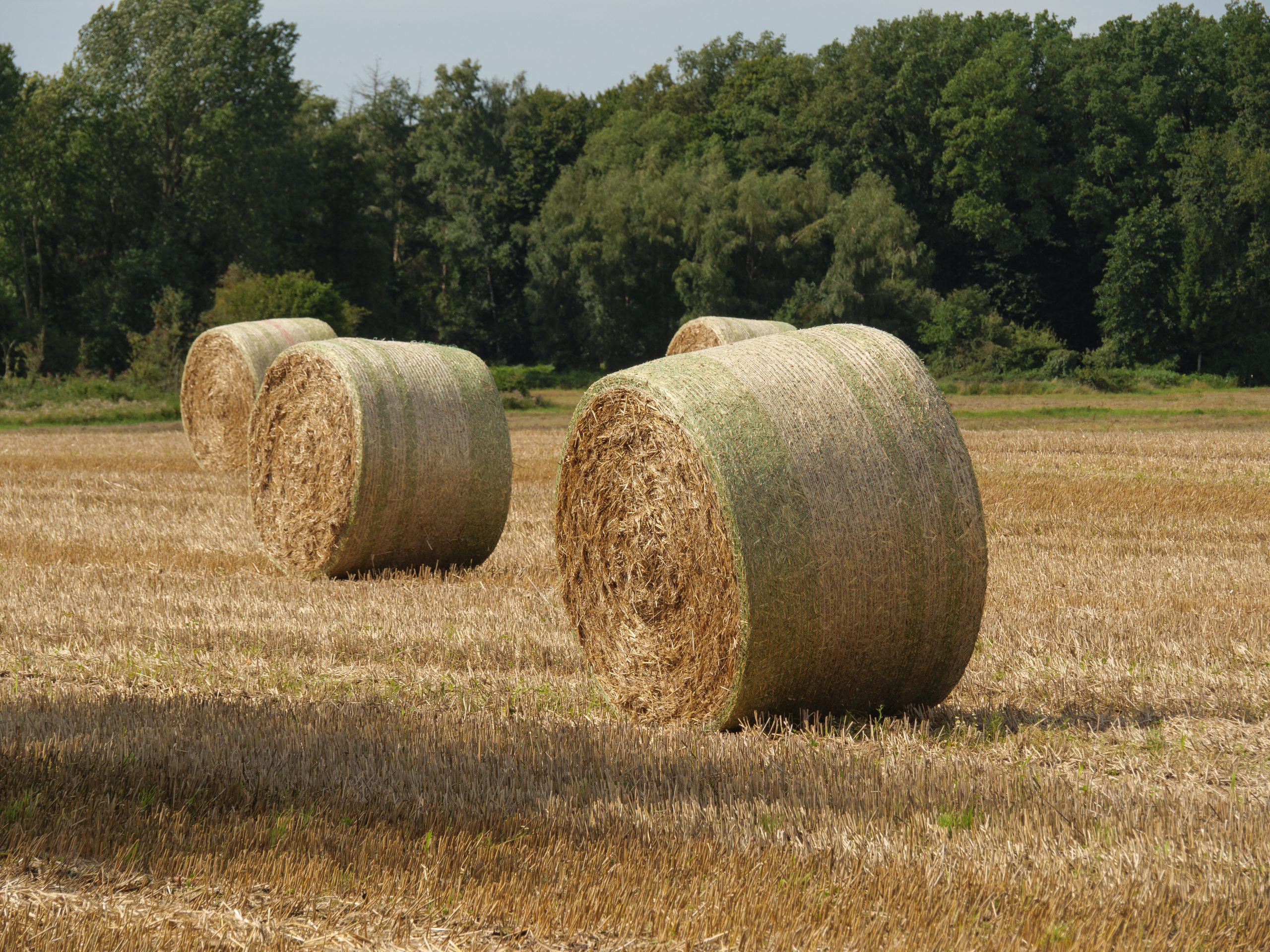 vecteezy_summer-time-in-the-germany-westphalia_31088212 vecteezy_summer-time-in-the-germany-westphalia_31088212