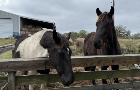 Screenshot 2026-01-04 at 3.21.02 PM Small Farm Innovations | Customer Spotlight: Monica Castator