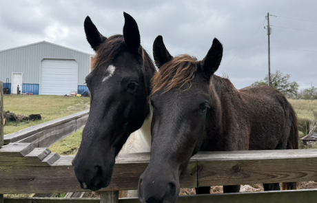 Screenshot 2026-01-04 at 3.21.56 PM Small Farm Innovations | Customer Spotlight: Monica Castator